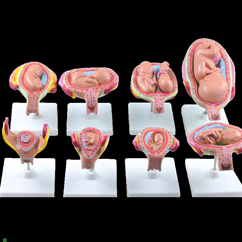 高级妊娠胚胎发育过程模型胎儿妊娠胎发育过N程模型(8件/1套)