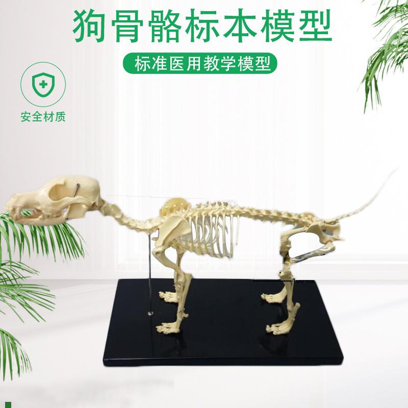 骨科器械狗骨骼标本模型宠物动C物狗猫犬教学骨架骨头骨骼模型