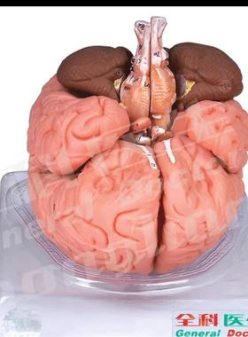 脑模型GD/JA18201