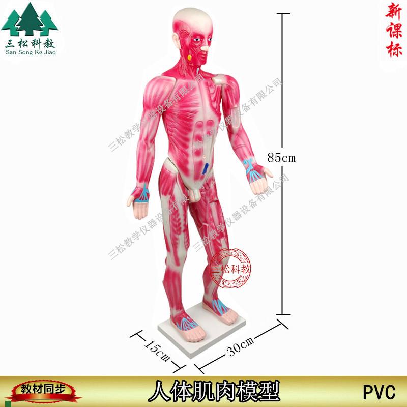 33219人体肌肉模型85CM生物器材pNvc教学仪器保证正品