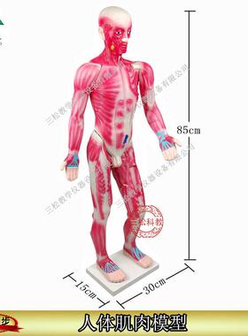 33219人体肌肉模型85CM生物器材pNvc教学仪器保证正品