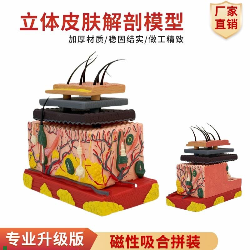 4D人体皮肤组织皮肤分层发毛囊结构拼装模型美V容医院教学用具