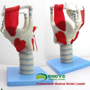颐诺正品喉结构与功能放大模型耳鼻喉科五官科喉模.型声乐教学