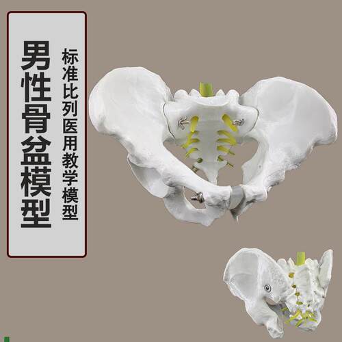 人体自然大骨盆h模型1:1自然大盆骨模型骨盆男性骨盆模型骨骼模型