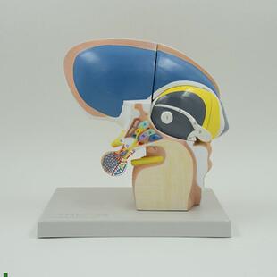 间脑端脑a下丘脑人体脑组织解剖神经外科脑干可拆卸大脑基底核脑