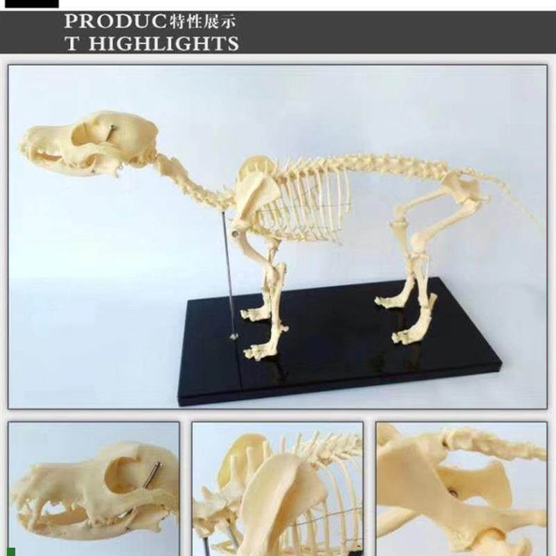 狗骨骼模型骨架动物模D型教学模型兽医用具
