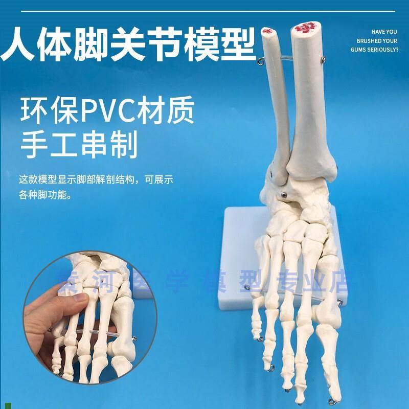 教学彷真足骨脚骨模型活动脚关节标本脚骨模型1:1V自然大足骨彷真