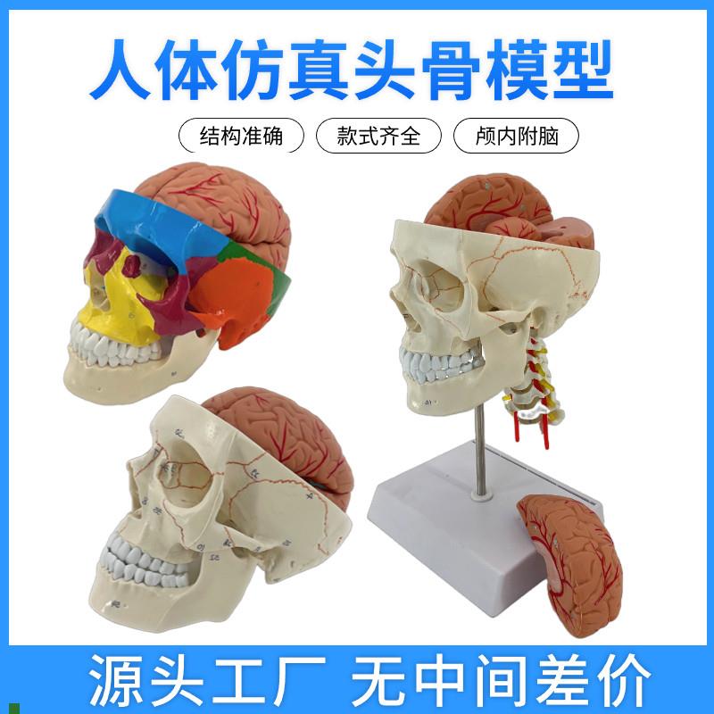 一比一医学仿真人k体头骨模型大脑解剖附颈椎头颅可拆卸彩色骷髅