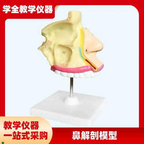 成人医学鼻解剖模q型医用模型教学模型人体构造模型