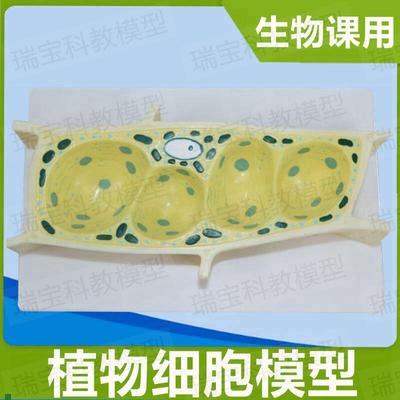 植物细胞模型叶绿体细胞t器生物课教学初中高中实验器材仪器模具