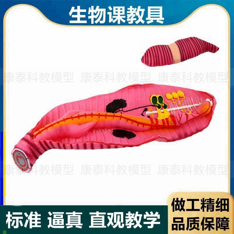 蚯蚓模型生物课教学初中高中学实验教具无脊椎动V物环节动物标本