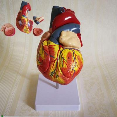 瑞泰医学模型人体心脏放大2倍拆4部件I心血管B超心室心房主动脉瓣