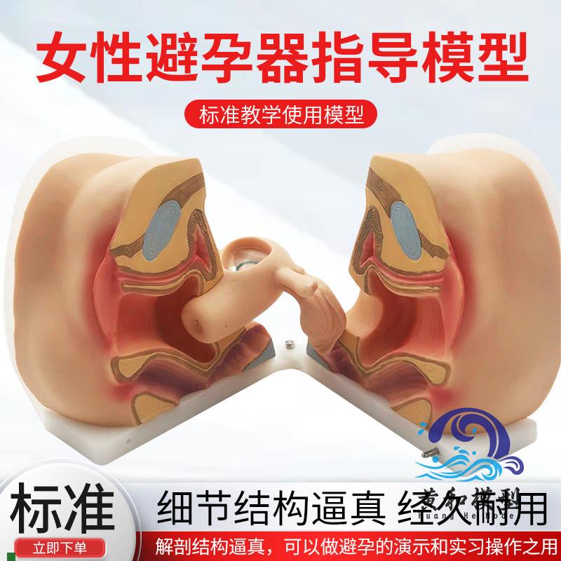 女性生殖器模型宫颈子宫外阴道卵巢妇科检查避孕教W学训练1比1