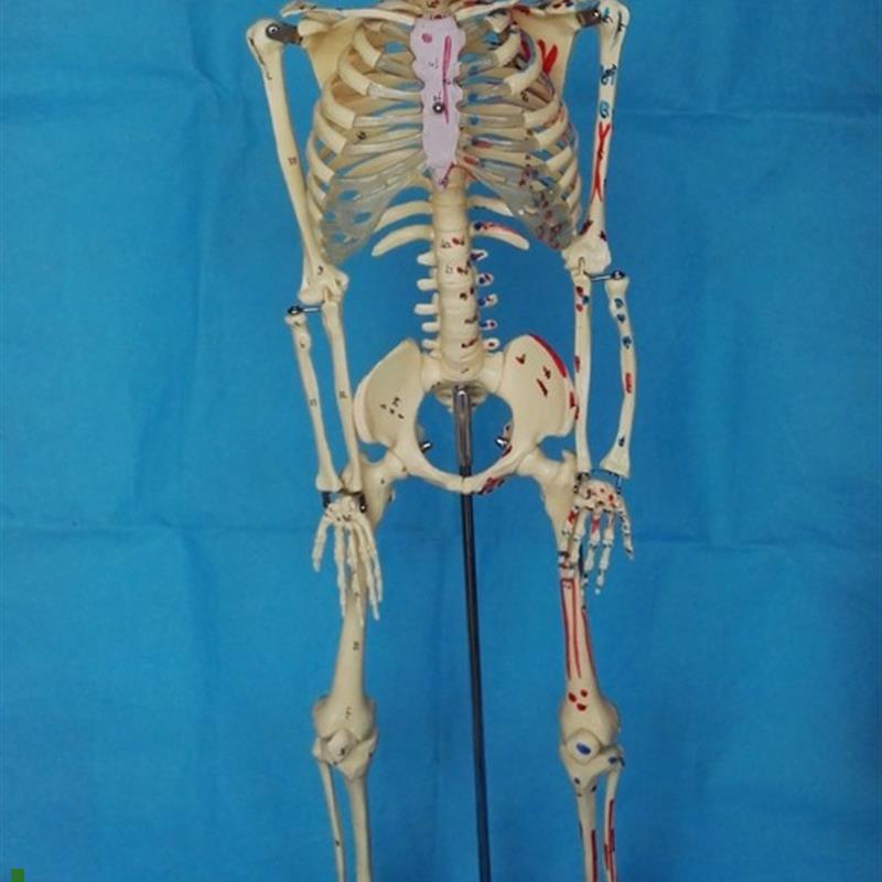85CM人体骨骼模型肌肉起止点数字编码骷P髅骨架模型医用人体