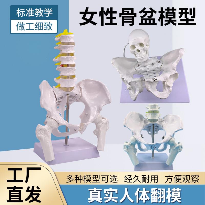 自然大女性骨盆标本模型髂骨v坐骨耻骨产后康复盆底肌教学演示模