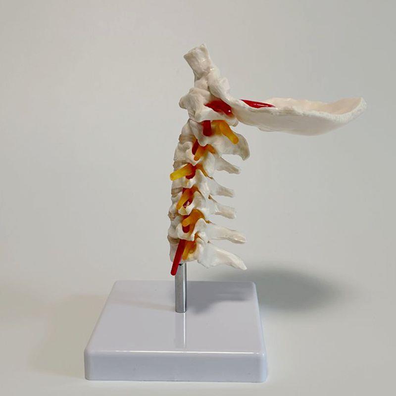 1比1颈椎模型枕骨动脉血管神经寰椎枢椎人体脊柱T正骨麻醉中医康
