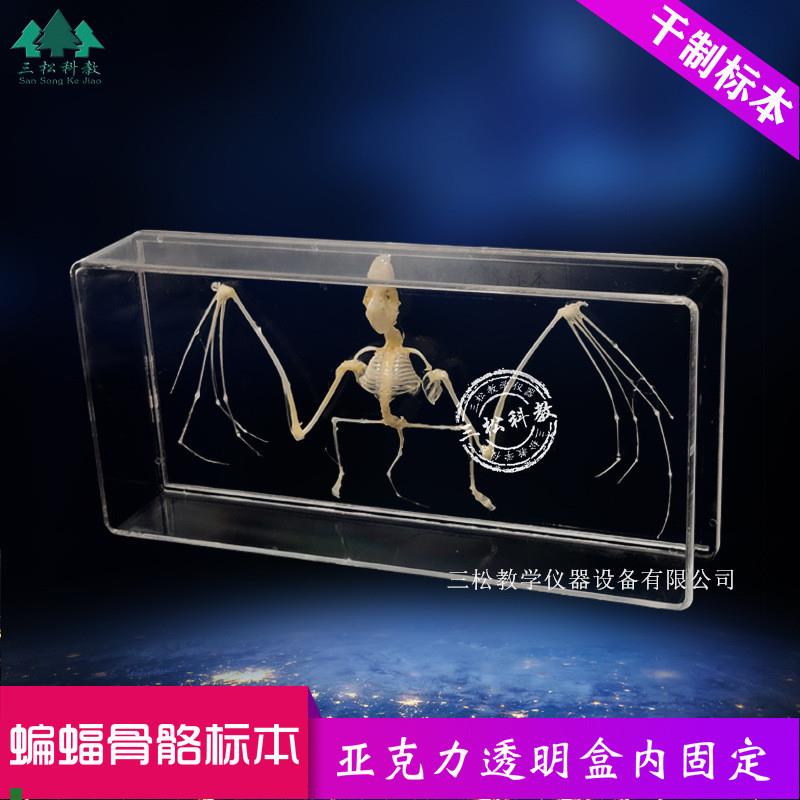 蝙蝠骨骼标本脊椎动物骨骼标y本教学收藏中小学幼教配套生物科普
