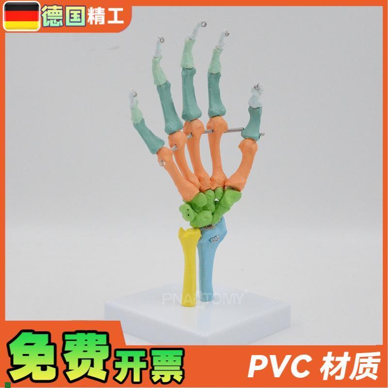德国】1比1彩色可弯曲手骨模型A人体骨骼解剖腕关节尺骨桡骨写生