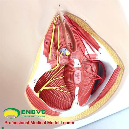 颐诺正品女性会阴模型血管神经erineuLm解剖模型妇科泌尿肛肠科