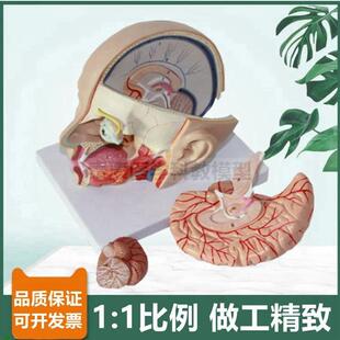 头部解剖模型脑可拆面部微整形医美鼻咽喉口腔舌头V牙科局部颅脑