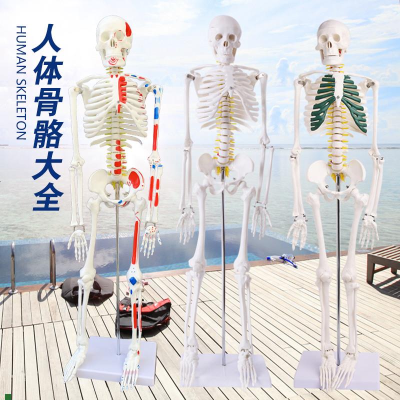 4585170cm人n体骨骼模型骨架人体模型成人小白骷髅教学脊椎全身