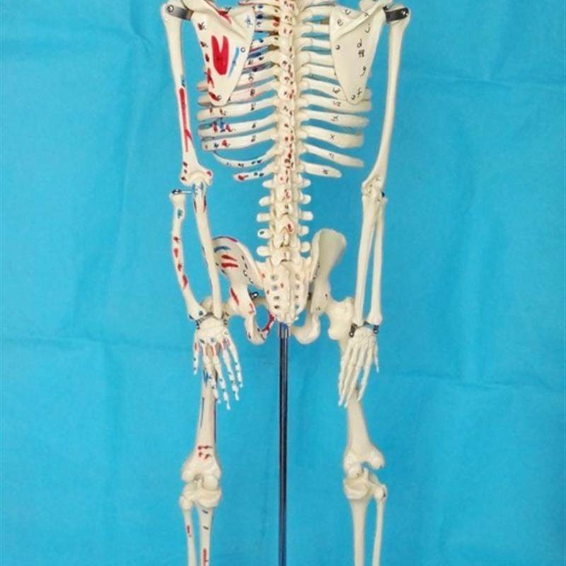 85CM人体骨骼模型肌肉起止点数字编码O骷髅骨架模型医用人体