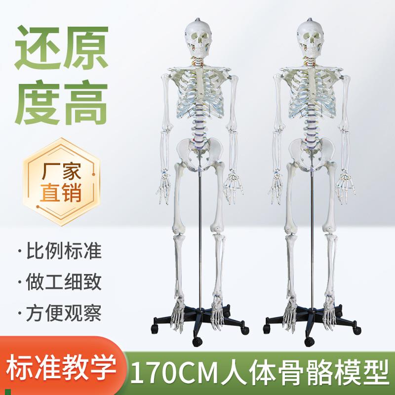 成人一比一人体骨骼模型170cm人体骨架标准医学骷髅Y骨架解剖标本