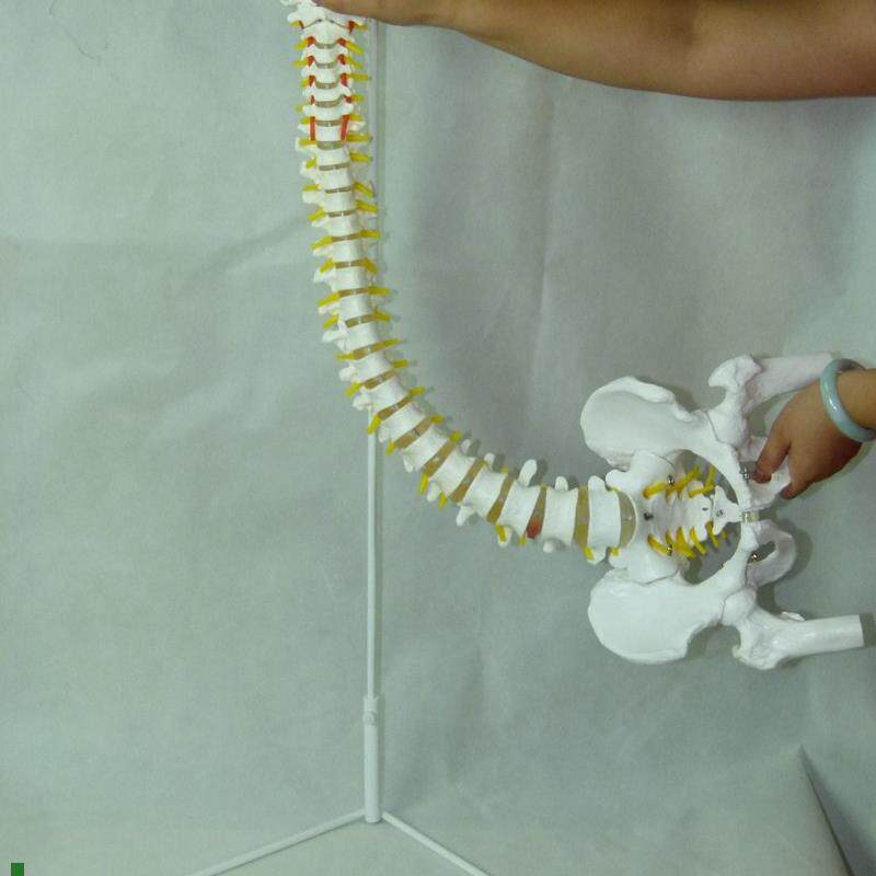 厂家直销自然大脊椎附骨盆半腿骨教学模P型脊柱模型脊椎模型