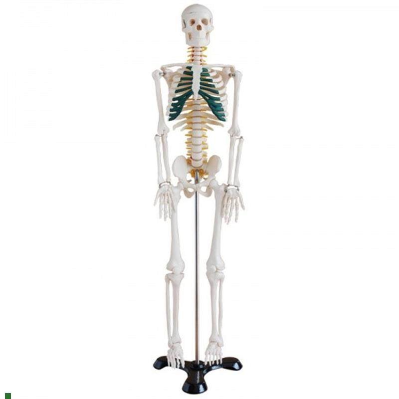 骨骼模型85CM人体全身骨骼模型带神经骨架结构造展V示教学模型骷,文具电教/文化用品/商务用品,模拟人,淘宝优惠券,粉丝福利购,淘宝优惠卷