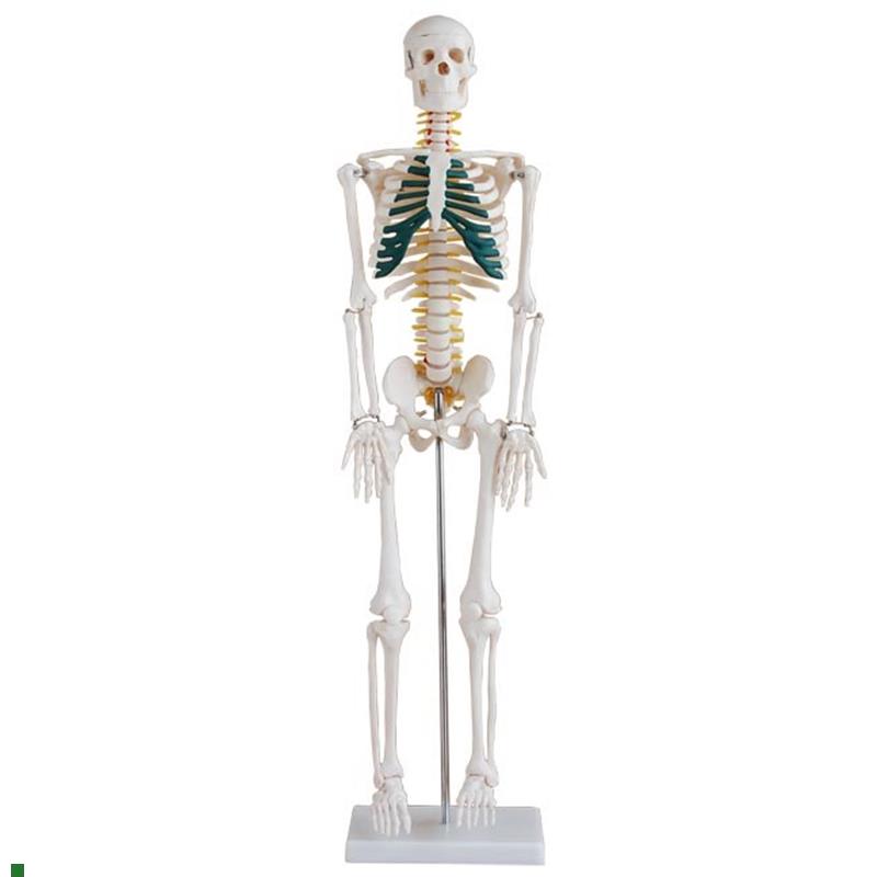 85cm人体骨i骼带神经模型85CM人体全身骨骼带神经模型
