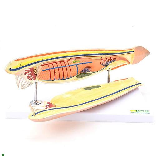 ENOVO颐诺文昌鱼模型蛞蝓鱼脊索动物文K昌鱼纲文昌鱼目脊索动物门