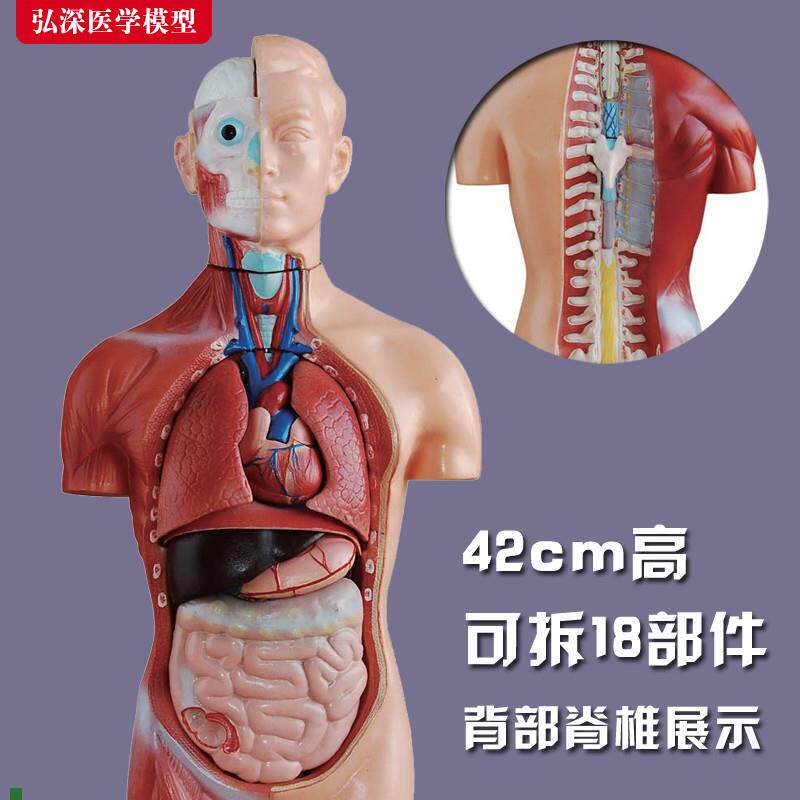 躯干模型人体内脏胸腹部器u官解剖心肝脾肺肾立体拼装组装教学玩