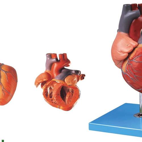心脏解剖放大模型/A解剖模型A16007