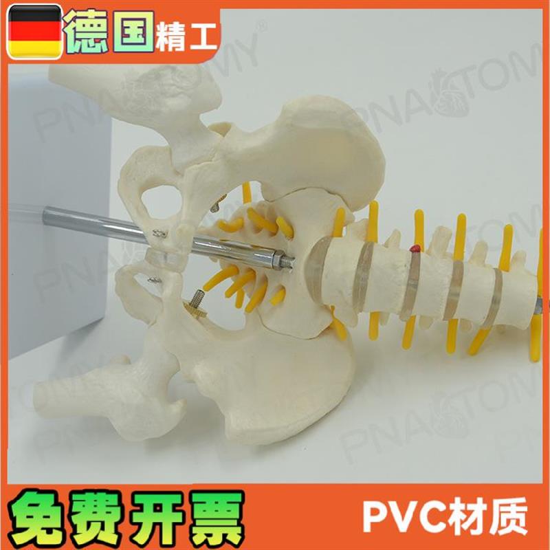 小型5节腰椎带骨盆股骨脊神经骨骼模型N妇产科骨科疼痛科标本