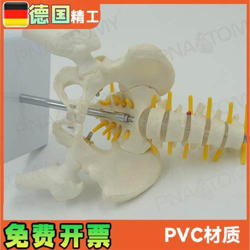 小型5节腰椎带骨盆股骨脊神经骨骼模型N妇产科骨科疼痛科标本
