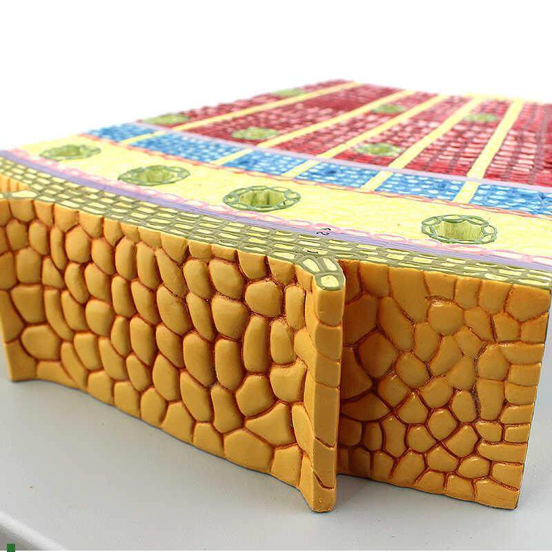 ENOVO颐诺高品质裸子植物茎模型松树茎构造茎T的解剖结构生物科,文具电教/文化用品/商务用品,教学标本/模型,淘宝优惠券,粉丝福利购,淘宝优惠卷