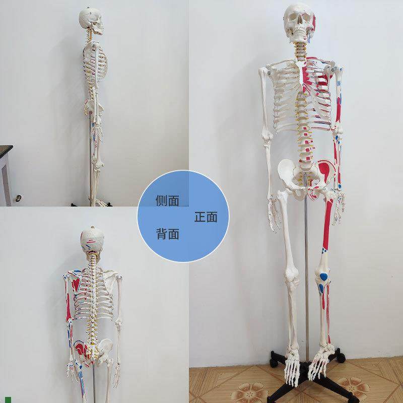 康泰人体骨骼模型176厘米高仿真D骨架肌肉起止点四肢胸腔脊柱颅骨,玩具/童车/益智/积木/模型,其他模型玩具,淘宝优惠券,粉丝福利购,淘宝优惠卷