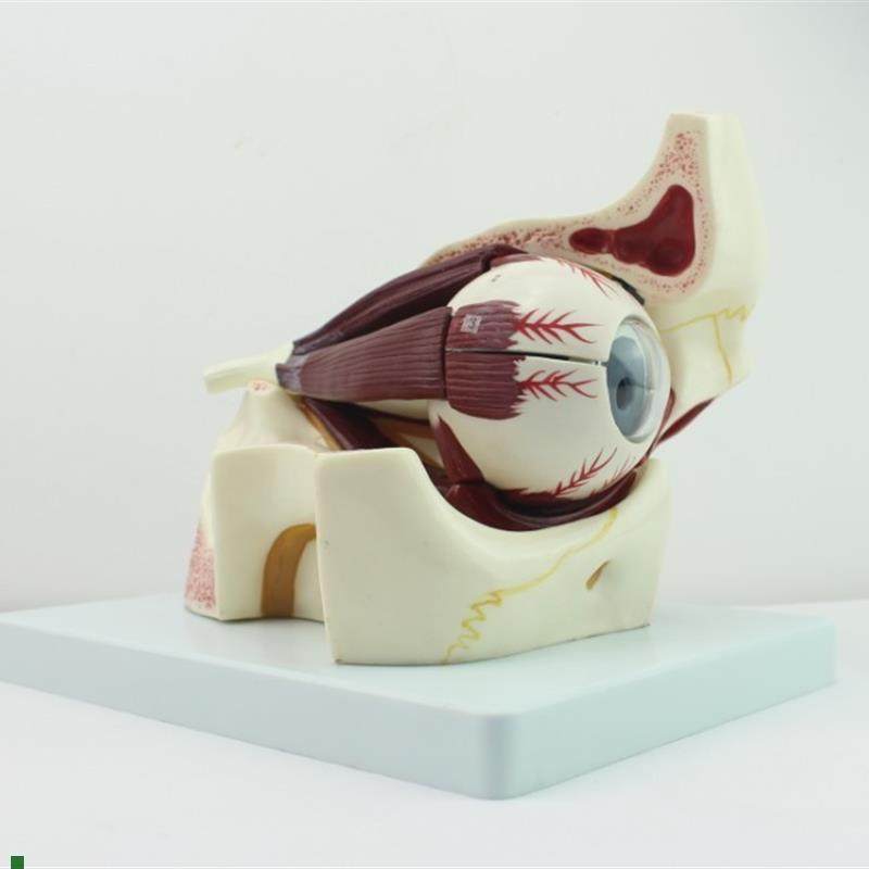 ENOVO颐诺眼球眼眶解剖结构B放大模型人体感觉器医学眼球模型眼,文具电教/文化用品/商务用品,教学标本/模型,淘宝优惠券,粉丝福利购,淘宝优惠卷