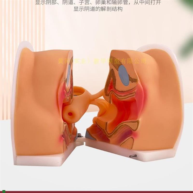女性生殖器模型宫颈m子宫外阴道卵巢妇科检L查避孕教学1比1软硅胶