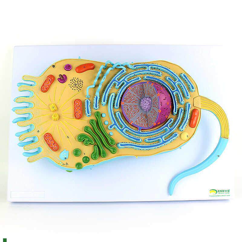 ENOVO颐诺真核生物细胞结z构模型真核生物细胞生物学医学遗传