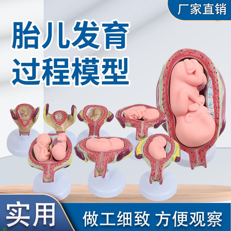 人体胚胎形成胎儿妊娠p发育过程模型妇产科子宫解剖妇幼计生教学