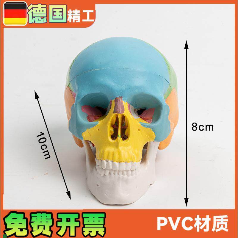 可拆卸彩色头骨模型3部件口腔美D术参考骷髅头可活动雕塑写生