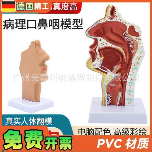 病理鼻腔解剖模型耳鼻喉科教学模型鼻腔鼻子口Z鼻结构模型