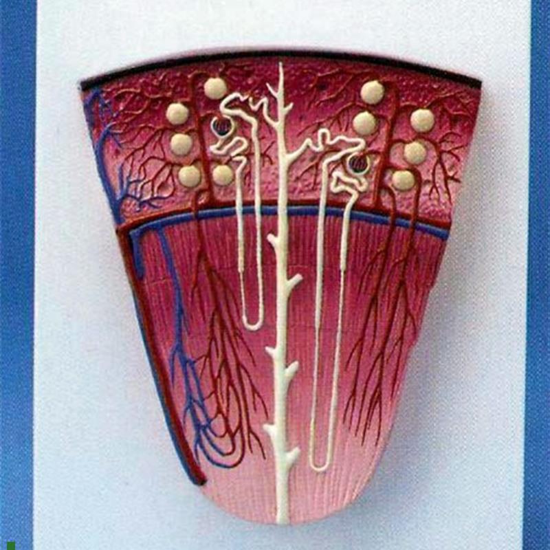 人体肾单位放大模型肾脏解剖I器官医用教学讲解展示