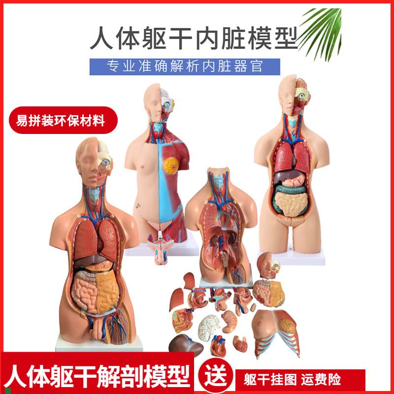 人体解剖模型器官可拆卸医学教学心脏内脏模型玩具躯干Z系统结构