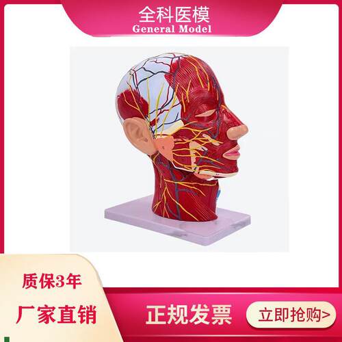 鼻腔咽喉解j剖人体头骨带肌肉神经血管模型