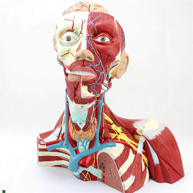 ENOVO颐诺医学人体头颈肌肉神经脑动脉颅脑结构大脑W模型面部解剖,文具电教/文化用品/商务用品,教学标本/模型,淘宝优惠券,粉丝福利购,淘宝优惠卷