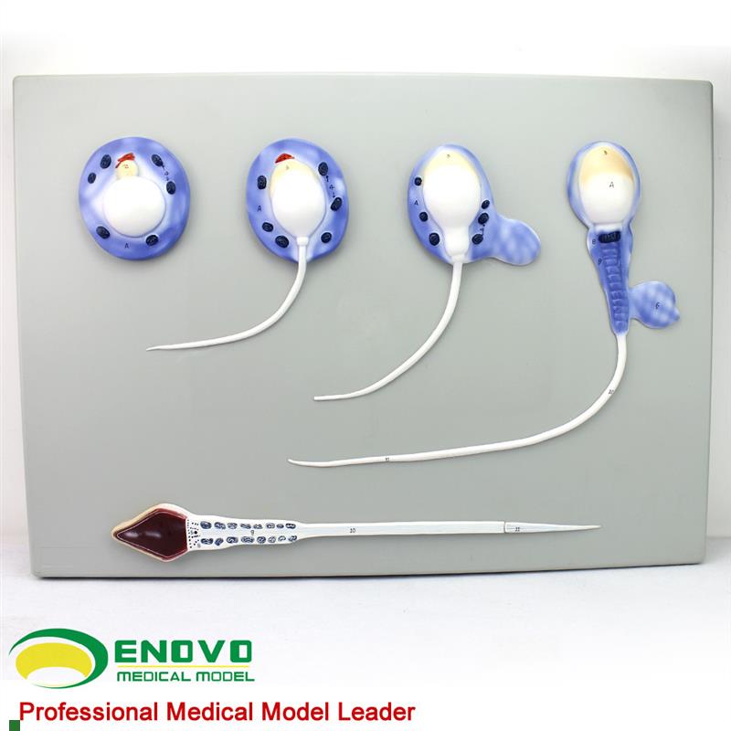 ENOVO颐诺精子形成过程模型精B子模型男性生殖系统生殖男科模型