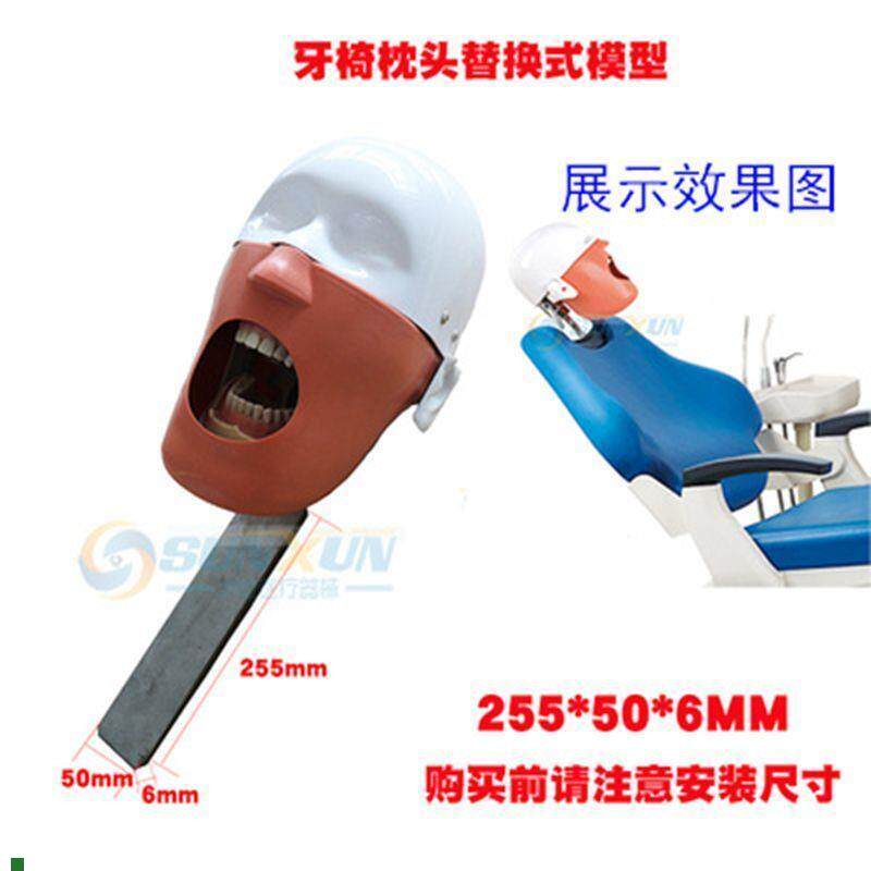 牙科仿真头模口腔简易头模可放牙椅练习备牙头颅模Z型拆换牙齿