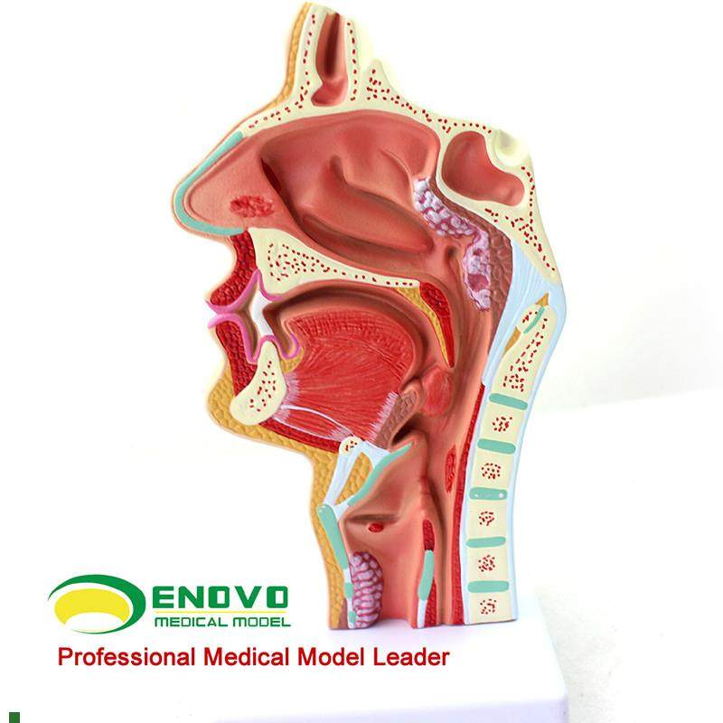 ENOVO颐诺人体鼻腔咽喉疾病解剖模G型鼻咽腔病理模型耳鼻喉科医,文具电教/文化用品/商务用品,教学标本/模型,淘宝优惠券,粉丝福利购,淘宝优惠卷